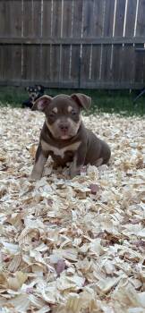 Katie -  American Bully Dog for Sale in Lexington, South Carolina - Katie | PetCurious