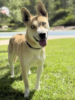Shiba Inu and Husky Dogs Available for Adoption in Los Angeles, California - Thaddeus | PetCurious