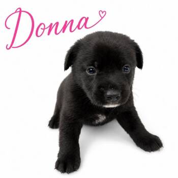 Donna -  Mixed Breed Dog for Adoption in Memphis, Tennessee - Donna | PetCurious