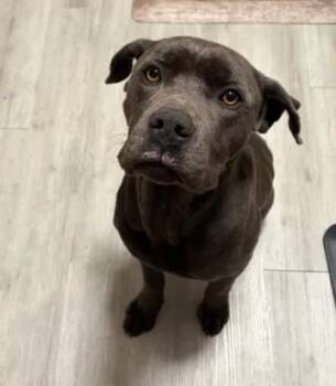 Labrador Retriever and Pit Bull Terrier Dogs Available for Adoption - A046667 | PetCurious