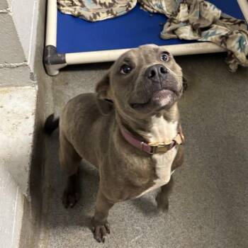 KELSO -  Pit Bull Terrier and Mixed Breed Dog for Adoption - KELSO | PetCurious
