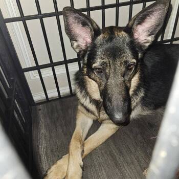 German Shepherd Dog Dogs Available for Adoption in Dallas, Texas - Nyla III (New Digs) | PetCurious