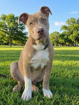 Monty -  Pit Bull Terrier Dog for Adoption in Wichita Falls, Texas - Monty | PetCurious