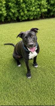 Galaxy -  Labrador Retriever and Mixed Breed Dog for Adoption in Houston, Texas - Galaxy | PetCurious