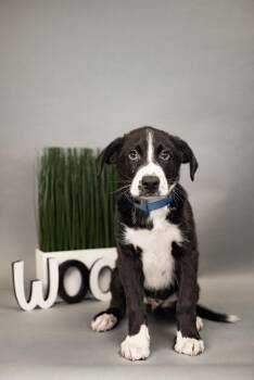 651-26 -  Retriever Dog for Adoption in Brighton, Colorado - 651-26 | PetCurious