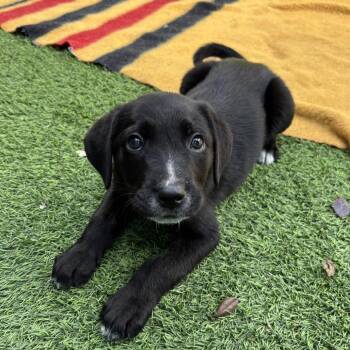 Black Labrador Retriever Dogs Available for Adoption in Loxahatchee Groves, Florida - Onyx 6296 | PetCurious