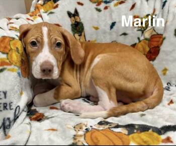 Marlin -  Hound Dog for Adoption in Manchester, Connecticut - Marlin | PetCurious