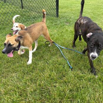 Cherry -  Mixed Breed Dog for Adoption in Wheeling, Illinois - Cherry | PetCurious