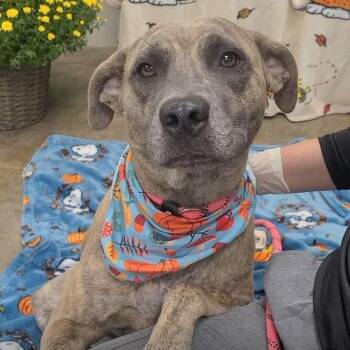 Honda -  Labrador Retriever Dog for Adoption in Williston, Vermont - Honda | PetCurious
