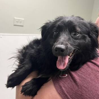 Chihuahua and Dachshund Dogs Available for Adoption in Peachtree City, Georgia - Gomez (Sonny) | PetCurious