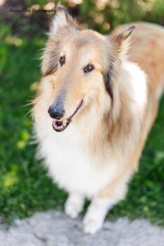 Rough Collie Dogs Available for Adoption in Drumbo, Ontario - Bennett | PetCurious