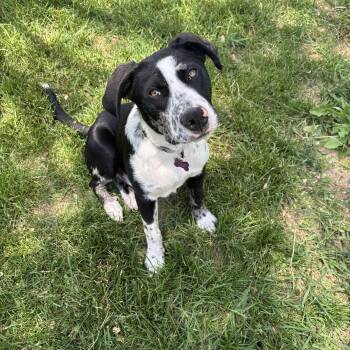Rescue Australian Cattle Dog Blue Heeler and Labrador Retriever Dogs for Adoption in Livingston, Texas - Tango | PetCurious