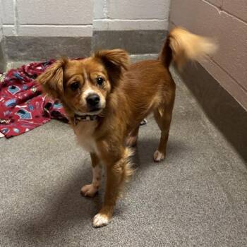 FIRECRACKER -  Chihuahua and Mixed Breed Dog for Adoption - FIRECRACKER | PetCurious
