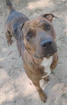 Rescue Mixed Breed Dogs for Adoption in Spartanburg, South Carolina - Niklaus | PetCurious