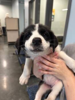 Labrador Retriever Dogs Available for Adoption in Gautier, Mississippi - Brianna | PetCurious