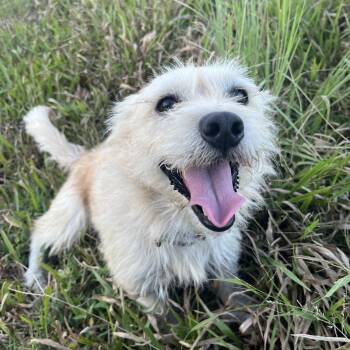 Bruizer -  Terrier Dog for Adoption in Zimmerman, Minnesota - Bruizer | PetCurious
