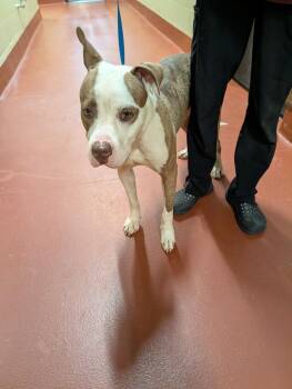 Mixed Breed Dogs Available for Adoption - Braveheart | PetCurious