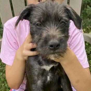 Victoria -  Wirehaired Terrier Dog for Adoption in Ottawa Hills, Ohio - Victoria | PetCurious