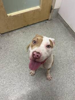 PEANUT -  Pit Bull Terrier and Mixed Breed Dog for Adoption in Loveland, Colorado - PEANUT | PetCurious