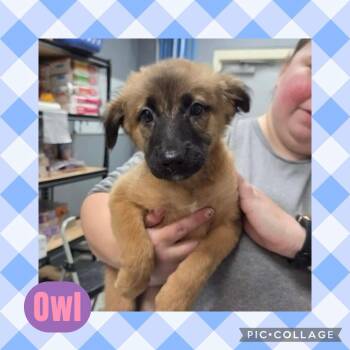 Australian Cattle Dog Blue Heeler and Labrador Retriever Dogs Available for Adoption in Ringwood, New Jersey - Owl | PetCurious