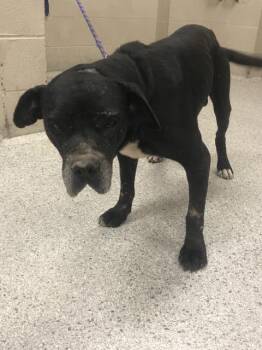 FREEMAN -  Pit Bull Terrier and Labrador Retriever Dog for Adoption in Conroe, Texas - FREEMAN | PetCurious