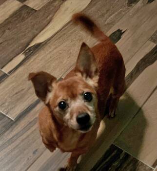 Rescue Chihuahua and Dachshund Dogs for Adoption in Biloxi, Mississippi - Buster | PetCurious
