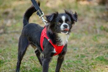 Chihuahua Dogs Available for Adoption - Lelo | PetCurious