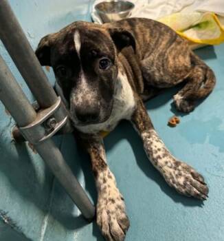 Freckles -  Mixed Breed Dog for Adoption in Hobart, Indiana - Freckles | PetCurious