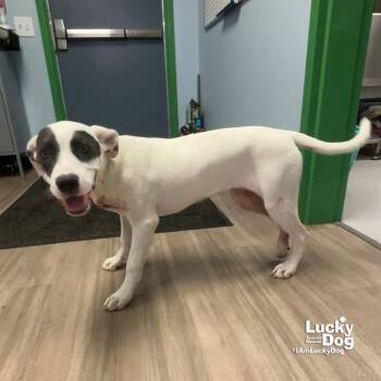 Rescue Terrier and Labrador Retriever Dogs for Adoption in Washington, District Of Columbia - Ebbie | PetCurious