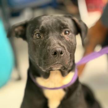 Fiona -  Mixed Breed Dog for Adoption in Lake Jackson, Texas - Fiona | PetCurious