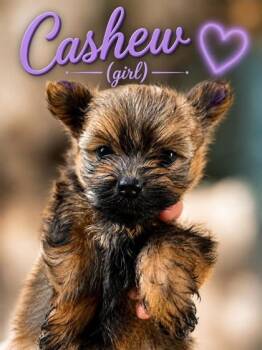 Cashew -  Pomeranian and Silky Terrier Dog for Adoption in Oak Creek, Wisconsin - Cashew | PetCurious