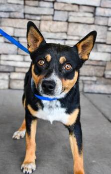 Checkers -  Cattle Dog and Chihuahua Dog for Adoption in Yakima, Washington - Checkers | PetCurious