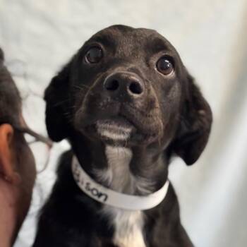 Edison -  Chihuahua Dog for Adoption in Goleta, California - Edison | PetCurious