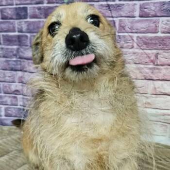 Stegosaurus -  Terrier and Mixed Breed Dog Available for Adoption in Fort Collins, Colorado - Stegosaurus | PetCurious