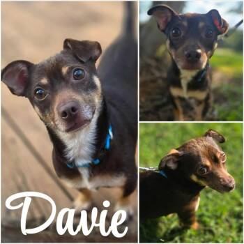 Rescue Chihuahua Dogs for Adoption in Taghkanic, New York - Davie | PetCurious