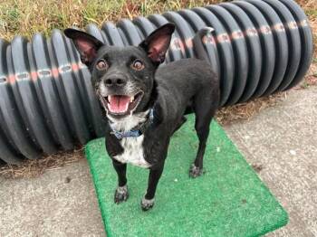 JOSIE -  Australian Cattle Dog Blue Heeler and Mixed Breed Dog for Adoption in Mckinleyville, California - JOSIE | PetCurious