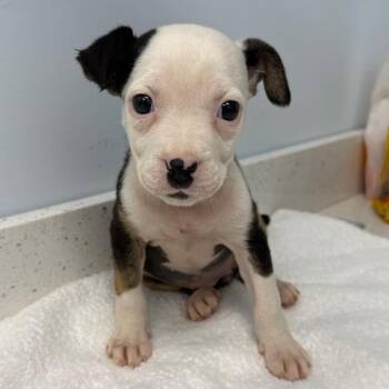 Mixed Breed Dogs Available for Adoption in Roanoke, Virginia - Baby Bella | PetCurious