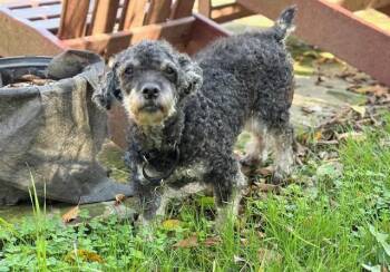 Rescue Schnauzer and Poodle Dogs for Adoption in Louisville, Kentucky - POPPY | PetCurious