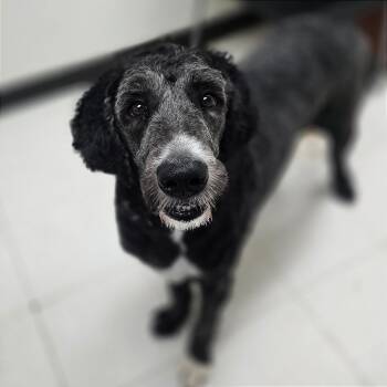 Goose -  Sheep Dog and Poodle Dog for Adoption in Milan, Illinois - Goose | PetCurious