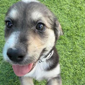 Border Collie and Shepherd Dogs Available for Adoption in Lakewood Ranch, Florida - Oatmeal | PetCurious
