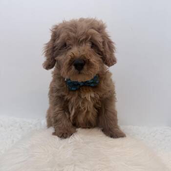 Whittle -  Cavapoo Dog for Adoption in Wrightstown, New Jersey - Whittle | PetCurious