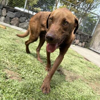 Cinderella: AIR-Stray-13495 -  Chocolate Labrador Retriever Dog for Adoption in Keaau, Hawaii - Cinderella: AIR-Stray-13495 | PetCurious