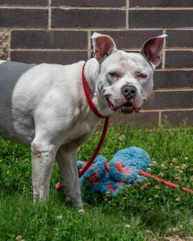 Osmond -  Mixed Breed Dog Available for Adoption in Chamblee, Georgia - Osmond | PetCurious