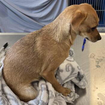Bambi -  Mixed Breed Dog for Adoption in Las Cruces, New Mexico - Bambi | PetCurious