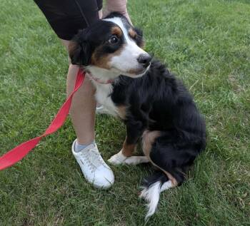 Trinity -  Bernese Mountain Dog Dog for Adoption in Columbus, Ohio - Trinity | PetCurious