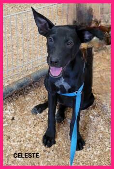 Rescue Australian Cattle Dog Blue Heeler Dogs for Adoption in Granbury, Texas - Celeste | PetCurious