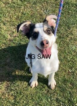 Rescue Jack Russell Terrier and Collie Dogs for Adoption in Lima, Ohio - Jigsaw | PetCurious