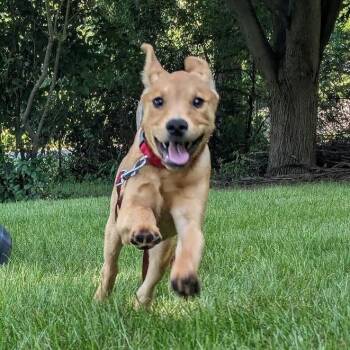 Creek -  Labrador Retriever Dog for Adoption in South Elgin, Illinois - Creek | PetCurious