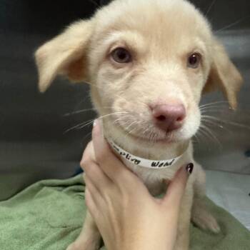 Dumpling -  Mixed Breed Dog for Adoption in Columbus, Georgia - Dumpling | PetCurious