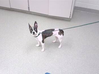 WINK -  Boston Terrier and Mixed Breed Dog Available for Adoption in Omaha, Nebraska - WINK | PetCurious